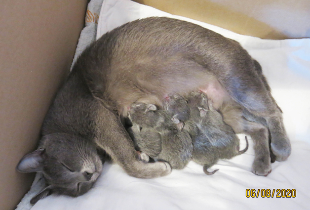 Dixie with her 5 new kittens